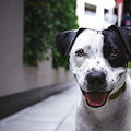 Caltanissetta: il cane abbia di notte e i proprietari devono risarcire il vicino disturbato