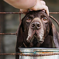 Randagismo, Comune Maiori cerca rifugio per l’affidamento del servizio di custodia degli 11 cani di proprietà