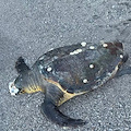 Ritrovamento di una tartaruga morta sulla spiaggia di Erchie