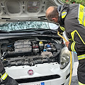 Serpente cade su un'auto in transito a Maiori: intervento dei Vigili del Fuoco